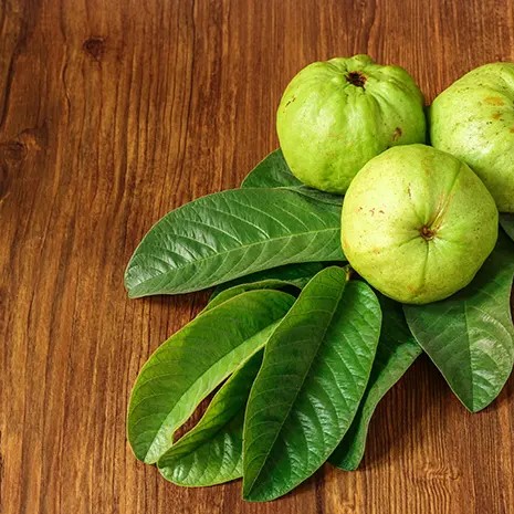 Psidium Guajava