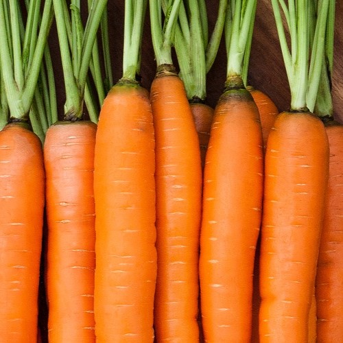 Daucus Carota