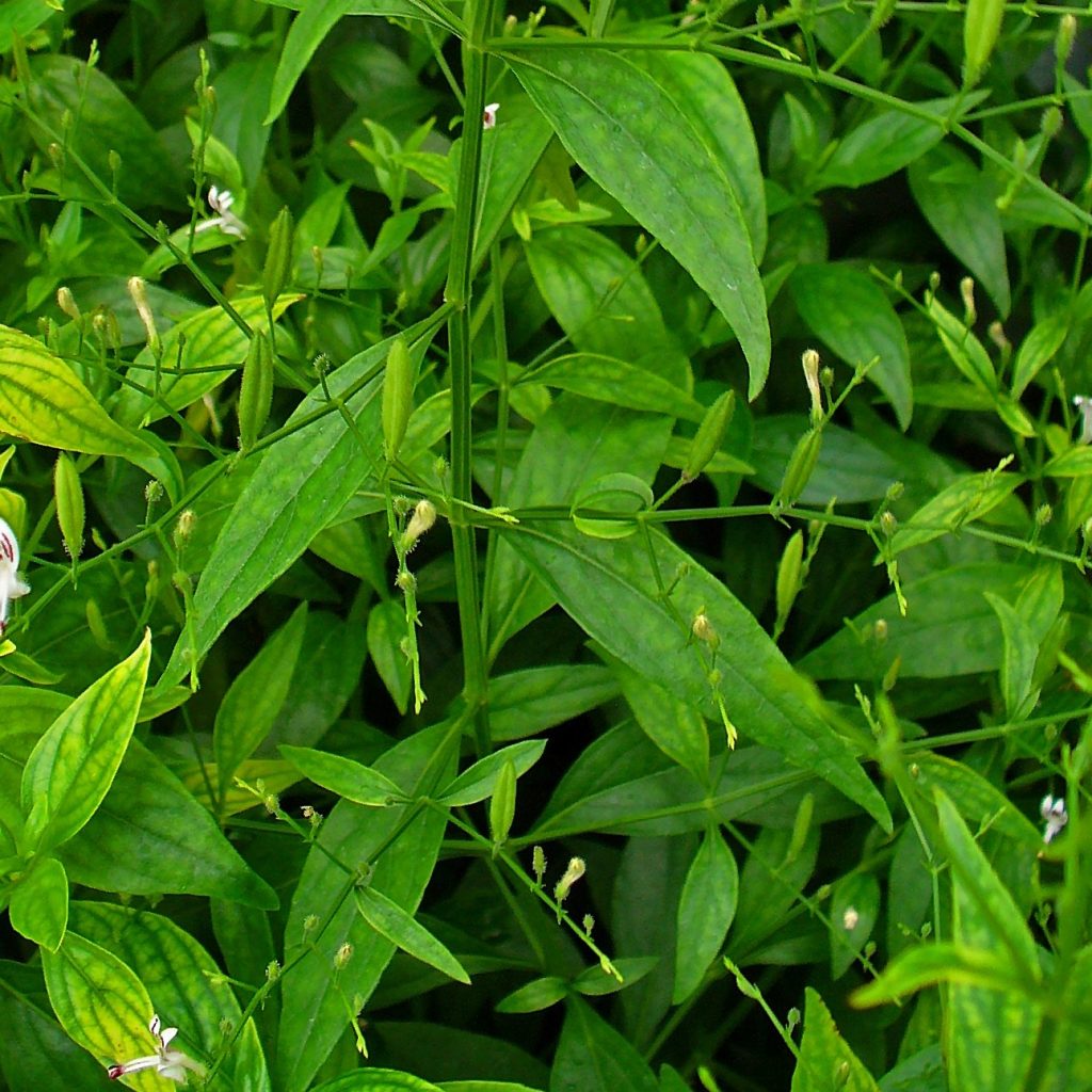 Andrographis Paniculata