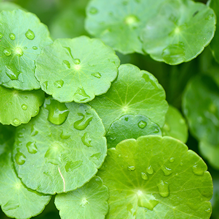 Centella Asiatica