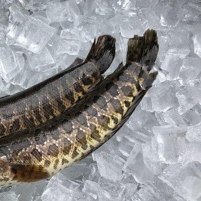 Channa Striata