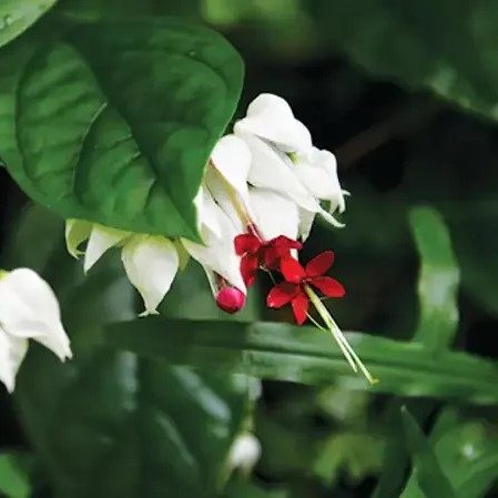 Clerodendron Serratum
