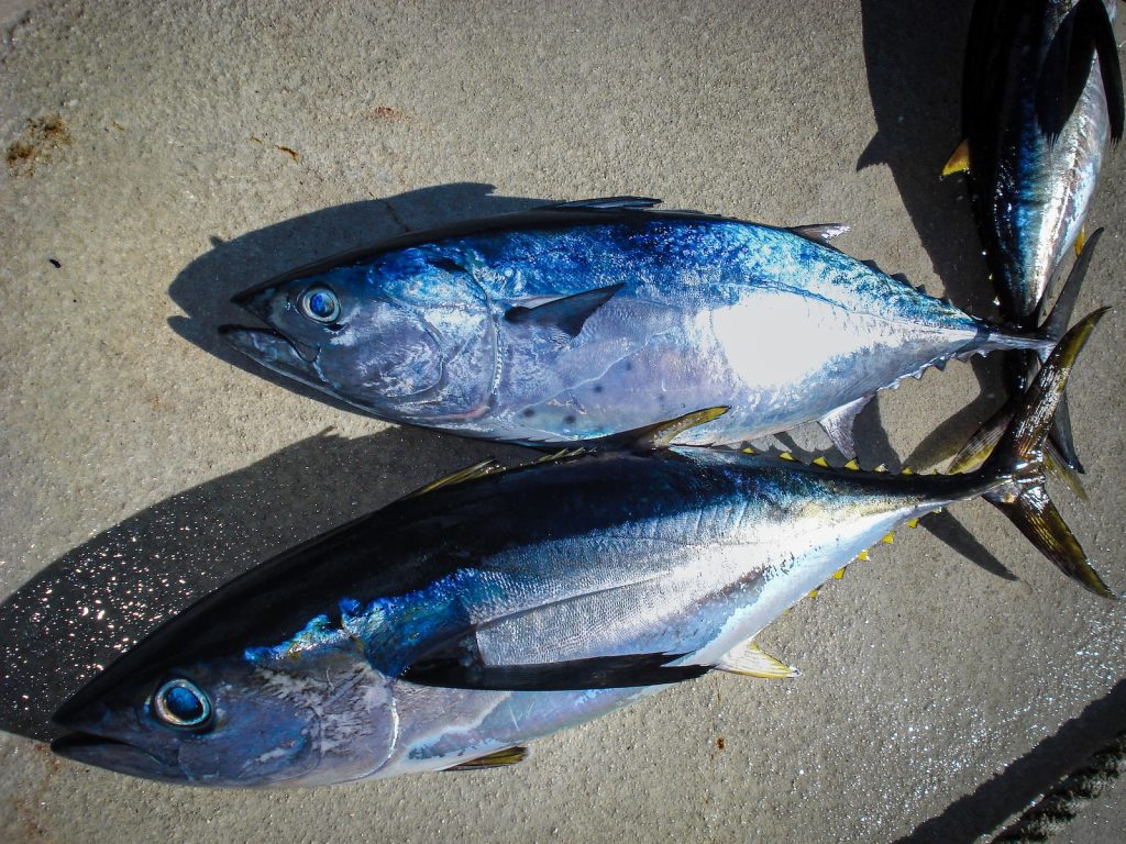 Ikan Cakalang Besar