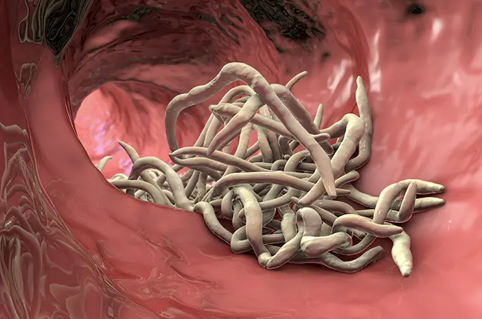 Cacing Kremi Nafsu Makan