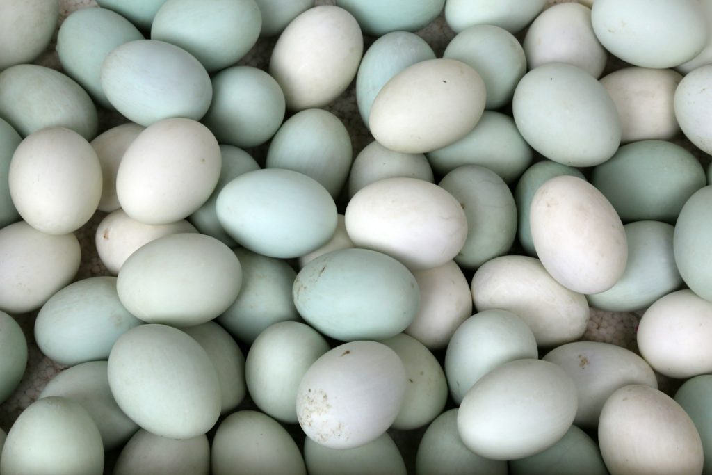 Telur Bebek