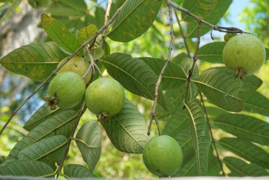Daun Jambu Biji untuk Diare